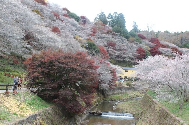 11月12日～11月30日迄今年も小原で四季桜祭りが行われているということで、久しぶりに行ってきました。<br />四季桜の花びらは普通の桜に比べて小さいので見劣りしますが、その代わり年に数回花開くので意外と人気です。<br />観光バス迄出ているのお見ました、土日は大渋滞するそうです。<br />平日の今日でも現地の駐車場は満車で止めれませんでした、仕方なく臨時駐車場へ止めてバスで移動です（１０分ごとに出ていますし無料です）<br /><br />何枚か撮ってきましたので紹介します。<br /><br />帰りに中山の緑化センターの紅葉も見ごろだと言っていましたので合わせて撮ってきました。<br /><br />この日は薄曇りのためあまり青空に映えることはありませんでしたが・・・・<br />残念でした(´;ω;｀)