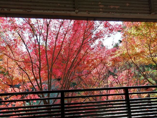 11月24日（木）ワールドカップで日本がドイツに勝利とのニュースで目覚め、外は快晴　気分は最高。<br />今日は平日なのでメジャーな観光地も空いているよね。<br /><br />＃名古屋紅葉で検索　東山植物園→名古屋城→徳川園の予定を立てる。<br /><br />紅葉のライトアップを観たかったのですが、昨日は雨で予定変更<br />昨日の雨に洗われて、木々は輝き、午前中は空いていて年配者が多く静かに観光できました。<br /><br />その3は落ち着いた東山植物園で紅葉を楽しんだ女子旅旅行記です。