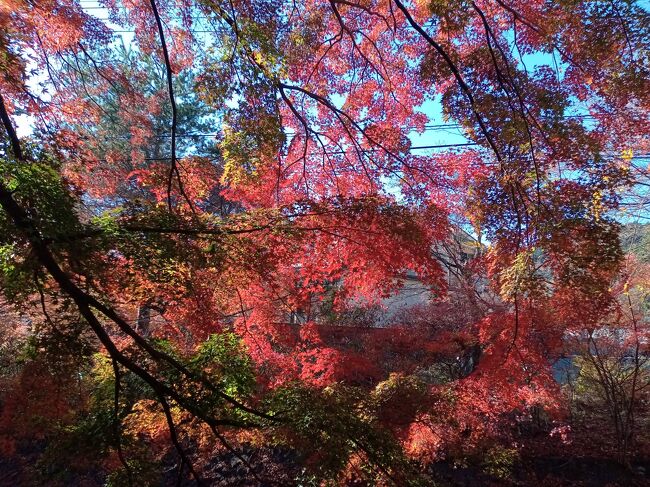 先週末の箱根に続き、今週末は富士五湖の紅葉を久しぶりに見に行きました。ウェブの情報通りまさに紅葉のピーク状態、絶好の晴天日もあって別世界のような異次元の美しい紅葉光景でした。また富士山も山頂に雪が被っていて、絶句するほど紅葉とのコラボで美しい光景でした。そして最後は高台の寺社と富士山のコラボは今まで見たことがないシーンであり、まさに絶景でした。<br /><br />---------------------------------------------------------------<br />スケジュール<br /><br />★11月19日　自宅－（自家用車）河口湖IC－河口湖もみじ回廊－<br />　　　　　　河口湖紅葉トンネルー大石公園－西湖－精進湖ー本栖湖ー<br />　　　　　　新倉山浅間公園ー富士吉田西桂I.C－自宅