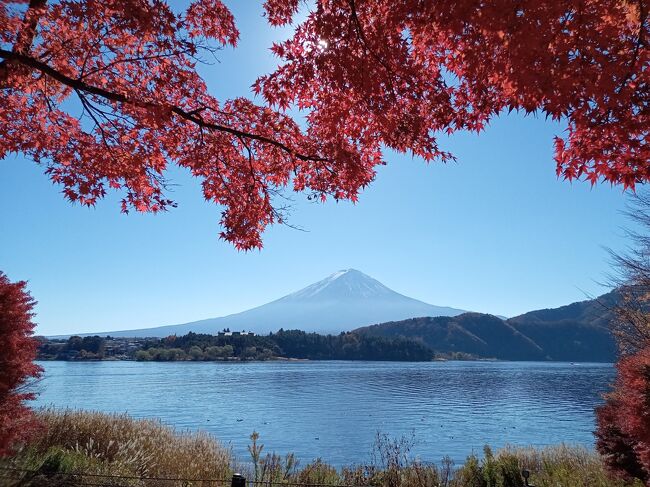先週末の箱根に続き、今週末は富士五湖の紅葉を久しぶりに見に行きました。ウェブの情報通りまさに紅葉のピーク状態、絶好の晴天日もあって別世界のような異次元の美しい紅葉光景でした。また富士山も山頂に雪が被っていて、絶句するほど紅葉とのコラボで美しい光景でした。そして最後は高台の寺社と富士山のコラボは今まで見たことがないシーンであり、まさに絶景でした。<br /><br />---------------------------------------------------------------<br />スケジュール<br /><br />★11月19日　自宅－（自家用車）河口湖IC－河口湖もみじ回廊－<br />　　　　　　河口湖紅葉トンネルー大石公園－西湖－精進湖ー本栖湖ー<br />　　　　　　新倉山浅間公園ー富士吉田西桂I.C－自宅