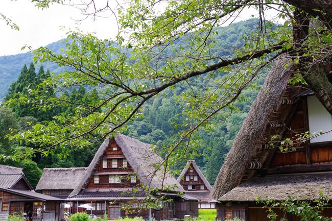 2022年の夏は、見たい、したい、行きたいの三つの事を叶える北陸の旅に出た。<br />一つは世界遺産となっている合掌造りの五箇山を見たいこと。ついでに何十年かぶりに行く、近くにある白川郷にも行ってみた。子供の頃に行った白川郷のイメージとは違って、先に五箇山を巡ったからか観光地化されていた。<br />二つ目は今までの旅でもトレッキングを取り入れることがあったが、夏にしか訪れることが出来ない立山で散策したかったこと。<br />三つめはフォートラ地図塗りつぶしでの福井県を訪ねることだった。福井県初心者は、有名どころの永平寺、一乗谷復原町並、東尋坊を巡る。<br />旅に出た時期北陸の天気はあまり良くない予想がされていたが、富山での一日目は快晴、二日目は曇り空。ところが福井に移動した初日、最初は曇り空であったのが最後の目的地の一乗谷で雨にたたられた。最終日は朝からの雨で、電車、バス移動をレンタカーに変更して東尋坊へ向かう。向かっている途中、激しい雨が車に叩き付けられのだが、東尋坊に着いた途端、運よく雨は上がった。<br /><br />8/11日(木)  ANA 751便<br />    羽田08:35発 - 小松09:35着　　　　　　　　　　　<br />小松空港でレンタカーを借り<br />五箇山→白川郷→富山駅<br /><br />ホテルパークイン富山　泊　　<br /><br />8/12日(金)  立山トレッキング<br />電鉄富山駅8:00発→立山9:04着<br />立山ケーブルカー、立山高原バスで弥陀ヶ原、室堂　　　	<br /><br />ホテルパークイン富山　泊  <br /><br />8/13日(土)　福井へ移動(あいの風とやま鉄道、IRいしかわ鉄道)<br />富山駅8:40発～福井駅10:35着　　　　<br />えつぜん鉄道<br />福井駅10:55発～(永平寺口11:20着、バス11:25発)～永平寺着11:38着　<br />京福バス<br />永平寺13:40発～一乗谷・復原町並13:57着　<br />復原町並～福井駅<br /><br />養浩館庭園見学　<br /><br />福井パレスイン 泊　 <br /><br />8/14日(日)　レンタカーを借り、東尋坊へ <br />レンタカーにて小松空港へ<br /><br />JAL190便<br />小松空港18:15発～羽田空港19:30着<br />