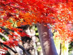 東京・風の散歩道ゆらゆら（山本有三記念館、井の頭恩賜公園）～紅葉も見納め～