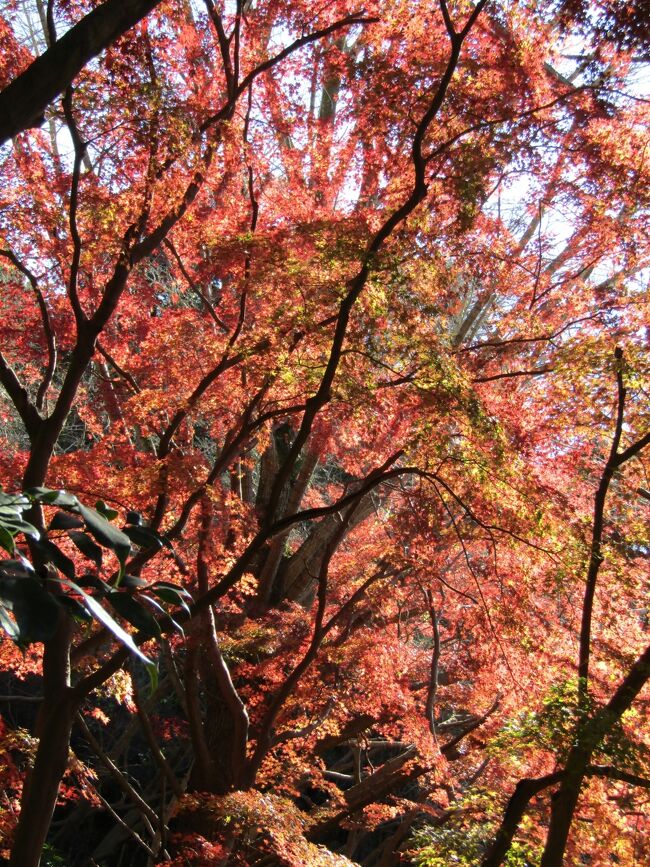 　先週（12/12）に続いて今日も獅子舞谷の紅葉を見に出掛けた。<br />　先週末からの寒波で、横浜でも寒く感じるが、鎌倉でも同じようだ。<br />　獅子舞谷の入り口付近や獅子舞谷に下りる七曲り辺りでもおよそ綺麗に紅葉していた。また、獅子舞谷の中央部も多少は落葉が始まっているようだが、木々には赤い葉が付いている。<br />　これまでに、何度も、おそらくは数10回は獅子舞谷を訪れて来ているが、今日が一番紅葉が盛りだ。<br />　先週は木の先に黄葉がかなり付いていたのであるが、今日は獅子舞谷に10数本ある銀杏の木のうち、数本の木の先に僅かに黄葉が付いている程度で、黄葉は完全に終わっている。<br />　また、今日は午前中は富士山が綺麗に見えていた。天園周辺では一番の富士山のビュースポットは獅子舞谷の七曲りの最初の坂の中程にある。<br />　獅子舞谷まで出掛けてこの綺麗な富士山を見ないでは　元が取れないというものだ。<br />　なお、今日は午後になると、子供連れを多く多見掛けた。東電変電所前の道路の端ではなく、永福寺跡駐車場に駐輪して来たというが、そこにはたった2台しか自転車はなかった。また、東電変電所前の道路の端にも2台の自転車しかなかった。お母さん方はどこに駐輪して獅子舞谷に来たのか？　<br />（表紙写真は獅子舞谷の紅葉）