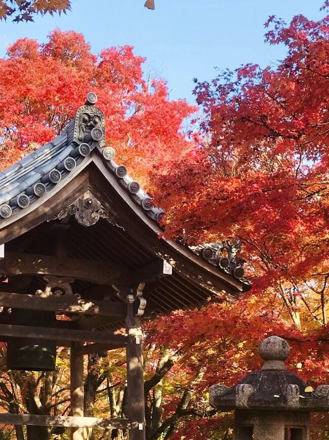 京都大好きな私ですが、今年は拠点を札幌に移し、なかなか京都に来れないでいました。<br />たまたま神戸出張を利用し、神戸から京都に移動し、２日間の京都の秋を巡ってきました。