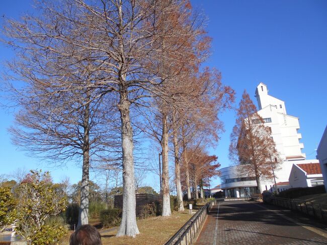 　神戸の西に位置する「しあわせの村」は広々としたいい施設だ。この周辺は神戸層群の地層が分布していて凝灰岩中に植物化石が多産していた。今は開発されて採集できる場所はなくなってきた。この辺りの植物観察会に参加した。