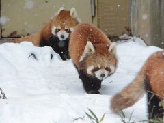 JALどこかにマイル31回目は雪の旭川　1日目旭山動物園で動物たちとの触れ合いを楽しむ