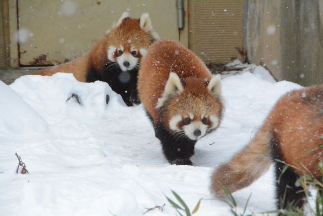 JALどこかにマイル31回目は雪の旭川　1日目旭山動物園で動物たちとの触れ合いを楽しむ