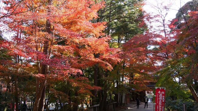 「１８きっぷ」で東海道線袋井市にやってきました。<br />ホテルに１泊して、ローカル線の廃線跡、旧東海道宿場町・袋井宿、紅葉の油山寺とサイクリングでまわってきました。