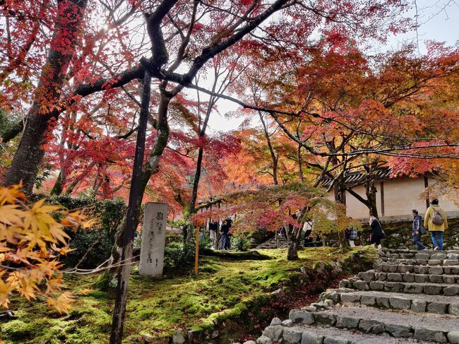 2022年秋の京都旅行は嵯峨野に行って来ました。<br />嵯峨野の落ち着いた雰囲気の町並みや各寺院の紅葉はとても見事でした。<br />ホテルは河原町三条にあるクロスホテル京都に宿泊しました。<br />今回は京都応援クーポン2名2泊分12,000円も利用出来ました。<br />旅行記の前半は嵯峨野の散策記を後半はホテルの案内となっています。<br />