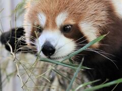 クリスマス前週の伊豆レッサーパンダ遠征（６）熱川バナナワニ園：レッサーパンダのみつばちゃんたち新居へ～マナティのじゅんとくんから少しだけ植物