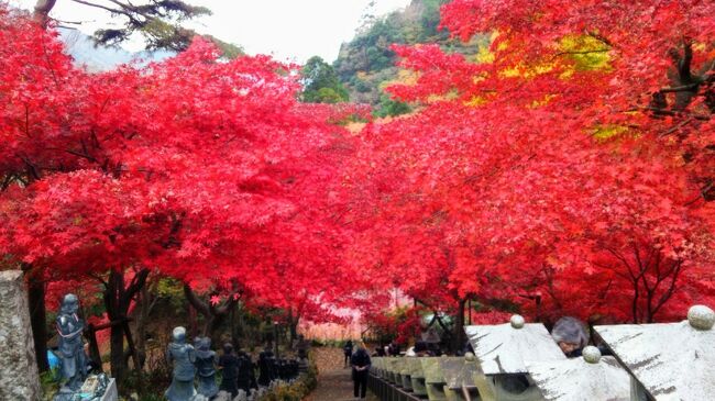 紅葉真っ盛りの時期に神奈川県大山に山登りに行きました。<br />大山の紅葉は、赤が深くとてもきれいでした♫<br />大山はお豆腐も有名で、お宿では豆腐会席をいただきました。<br /><br />携帯電話が故障して機種変更したときに、その期間に撮りだめたほとんどの写真データがなくなってしまいました(ToT)<br />その中で残っていた写真だけの旅行記なので、写真も少なく内容も薄めです。<br />そして、少し古い旅行記になります。<br /><br />まだ皆さんの紅葉の旅行記があがっているうちに、備忘録としてあげさせていただきます(^^ゞ