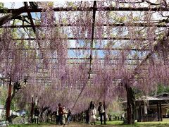 和気町藤公園と森林公園散策