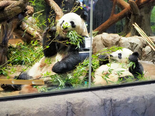 来園50周年☆彡2022年のパンダ納め　上野動物園 10月－12月の記録