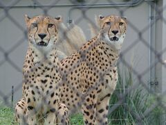 千葉市動物公園