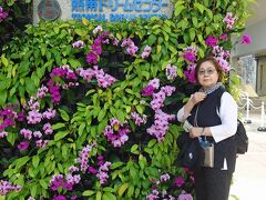 トラピックス　美しき20景に出会う ぐるっと沖縄大周遊の旅5日間（6）海洋博公園の熱帯ドリームセンターでブーゲンビリアをお土産にもらう。