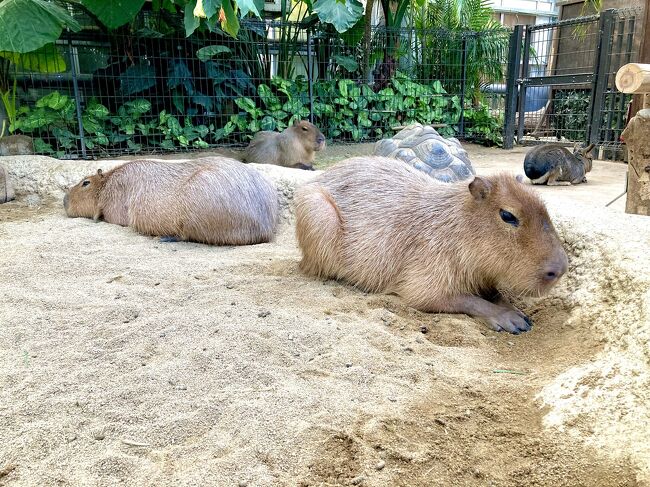 だってカピバラが好きなんだもん♪～神戸編〔２〕