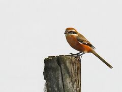 Japan　伊佐沼で鳥撮りの練習