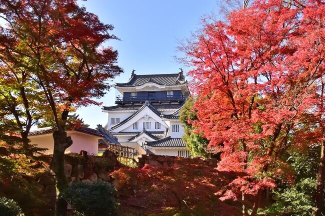 美しい紅葉に彩られる岡崎城と歴史公園<br />例年11月下旬から12月上旬には、美しい紅葉に彩られ見頃を迎える。<br />家康公ゆかりの史跡が数多く残る岡崎公園。<br /><br />岡崎市図書館交流プラザ りぶらにて<br />2022年11月27日(日)**発表会のカメラマンとして、<br /> 隣の岡崎公園へ、そして時間の余裕で紅葉・・・。<br />しかし、岡崎公園を一周しても駐車場無く.急いで「りぶら」へ<br /><br />2023年 大河ドラマ『どうする家康』の下見も兼ねて、<br />徳川家康公が誕生した岡崎城へ<br /><br />~お知らせ~<br />【休館中】岡崎城 施設リニューアルのため、<br />岡崎城は2022年6月16日(木)~2023年1月20日(金)<br />まで休館いたします。<br />だから、駐車場が閉鎖されたのだと、気ずく次第。<br /><br />_/_/_/2022 紅葉の旅_/_/_/<br />★晩秋紅葉を求めて・せせらぎ街道から益田街道へ<br /> https://4travel.jp/travelogue/11790596<br />★2022 東海一の紅葉・足助/香嵐渓の紅葉<br /> https://4travel.jp/travelogue/11793251<br />★愛知県2位のスポットとして有名な岩屋堂公園の紅葉<br /> https://4travel.jp/travelogue/11795205<br />★臨済宗南禅寺派の古刹 永保寺の秋彩紅葉<br /> https://4travel.jp/travelogue/11796295<br />★両界山横蔵寺の紅葉(飛騨・美濃紅葉33選) <br /> https://4travel.jp/travelogue/11797506<br />今年の私の紅葉の旅は、<br />滋賀県の紅葉公園、岐阜の各務原公園の銀杏、<br />雄飛の岐阜市の銀杏は、都合によりブログアップしませんが、<br />来年の大河ドラマより関連のある<br />岡崎公園の紅葉を最後にしました。