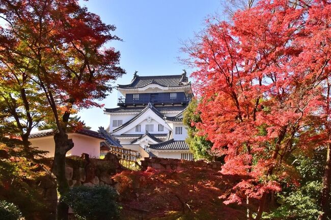 美しい紅葉に彩られる岡崎城と歴史公園<br />例年11月下旬から12月上旬には、美しい紅葉に彩られ見頃を迎える。<br />家康公ゆかりの史跡が数多く残る岡崎公園。<br /><br />岡崎市図書館交流プラザ りぶらにて<br />2022年11月27日(日)**発表会のカメラマンとして、<br /> 隣の岡崎公園へ、そして時間の余裕で紅葉・・・。<br />しかし、岡崎公園を一周しても駐車場無く.急いで「りぶら」へ<br /><br />2023年 大河ドラマ『どうする家康』の下見も兼ねて、<br />徳川家康公が誕生した岡崎城へ<br /><br />～お知らせ～<br />【休館中】岡崎城　　施設リニューアルのため、<br />岡崎城は2022年6月16日（木）～2023年1月20日（金）<br />まで休館いたします。<br />だから、駐車場が閉鎖されたのだと、気ずく次第。<br /><br />＿／＿／＿／2022　　　紅葉の旅＿／＿／＿／<br />★晩秋紅葉を求めて・せせらぎ街道から益田街道へ<br />　　　　　　　　　　　　　　　　　　　https://4travel.jp/travelogue/11790596<br />★2022　東海一の紅葉・足助/香嵐渓の紅葉<br />　　　　　　　　　　　　　　　　　　　https://4travel.jp/travelogue/11793251<br />★愛知県2位のスポットとして有名な岩屋堂公園の紅葉<br />　　　　　　　　　　　　　　　　　　　https://4travel.jp/travelogue/11795205<br />★臨済宗南禅寺派の古刹 永保寺の秋彩紅葉<br />　　　　　　　　　　　　　　　　　　　https://4travel.jp/travelogue/11796295<br />★両界山横蔵寺の紅葉（飛騨・美濃紅葉33選）　<br />　　　　　　　　　　　　　　　　　　　https://4travel.jp/travelogue/11797506<br />今年の私の紅葉の旅は、<br />滋賀県の紅葉公園、岐阜の各務原公園の銀杏、<br />雄飛の岐阜市の銀杏は、都合によりブログアップしませんが、<br />来年の大河ドラマより関連のある<br />岡崎公園の紅葉を最後にしました。