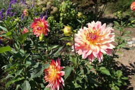秋の松茸グルメ旅♪　Vol.83 ☆東御：ヴィラデストガーデンファーム秋の花と薔薇の美しい庭園♪