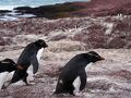 イワトビペンギンに会いに プエルト・デセアド Puerto Deseado