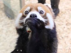 東山と西山レッサーパンダと動物の赤ちゃん遠征再び（３）東山動植物園（１）１日目の３大目当て：レッサーパンダは健康チェックあり＆コアラベビーズ