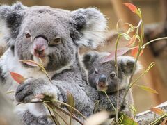 東山と西山レッサーパンダと動物の赤ちゃん遠征再び（４）東山動植物園（２）２日目の３大目当て：レッサーパンダは置きリンゴ＆再びコアラの赤ちゃん