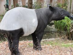 東山と西山レッサーパンダと動物の赤ちゃん遠征再び（５）東山動植物園（３）マレーバクのヒサくん安らかに～前回見られなかったクマさん大活躍と北園