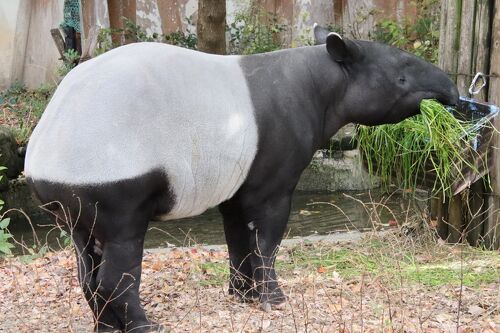 東山と西山レッサーパンダと動物の赤ちゃん遠征再び（５）東山動植物園