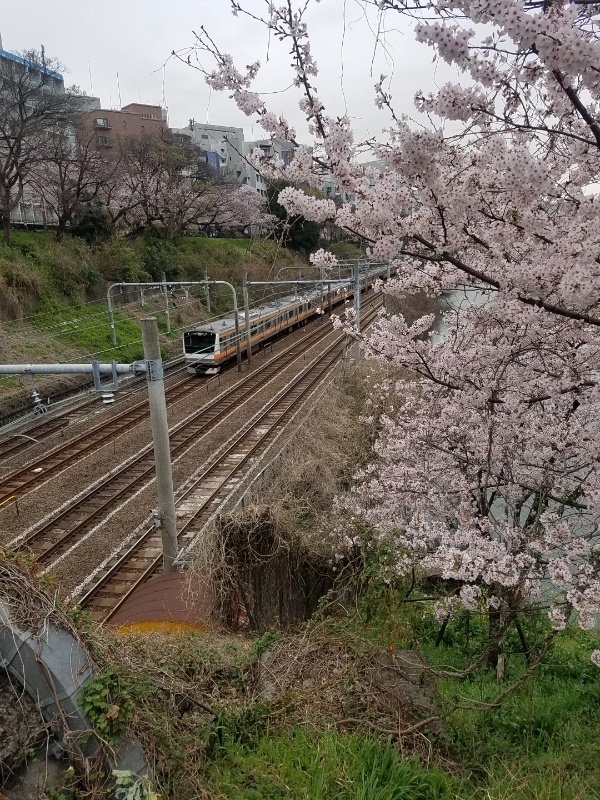 飯田橋・市ヶ谷・九段下を歩いてみました。写真は新見附橋の桜越しに見えた中央線
