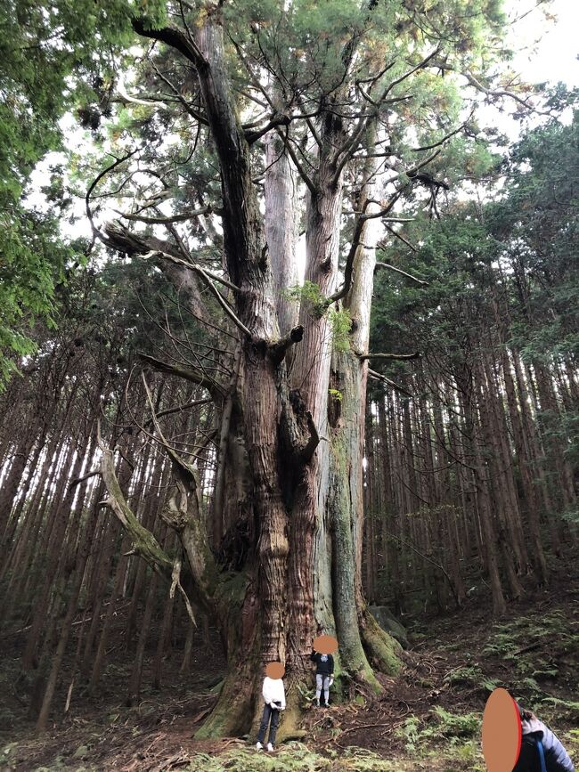 少し空気が澄んで寒くなった季節に伊豆の名所を巡ってきました。<br />最大のお目当ては「巨木」です。<br />本当は「天城山太郎杉」にも会いたかったのですが「河内の大杉」だけとなりました