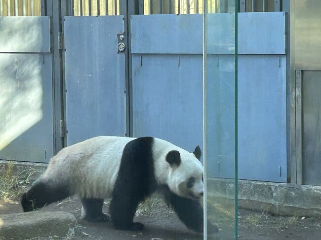 2023パンダ鑑賞記録☆ありがとう！シャンシャン！朝の待機列に初参戦☆上野動物園