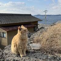 男木島で猫と遊び、うどん巡りした香川二泊三日旅。1日目～男木島～