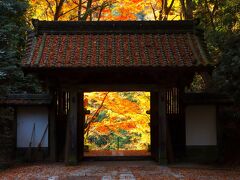 ピークを過ぎた香嵐渓と小原の四季桜でしたが、案外良かったです♪