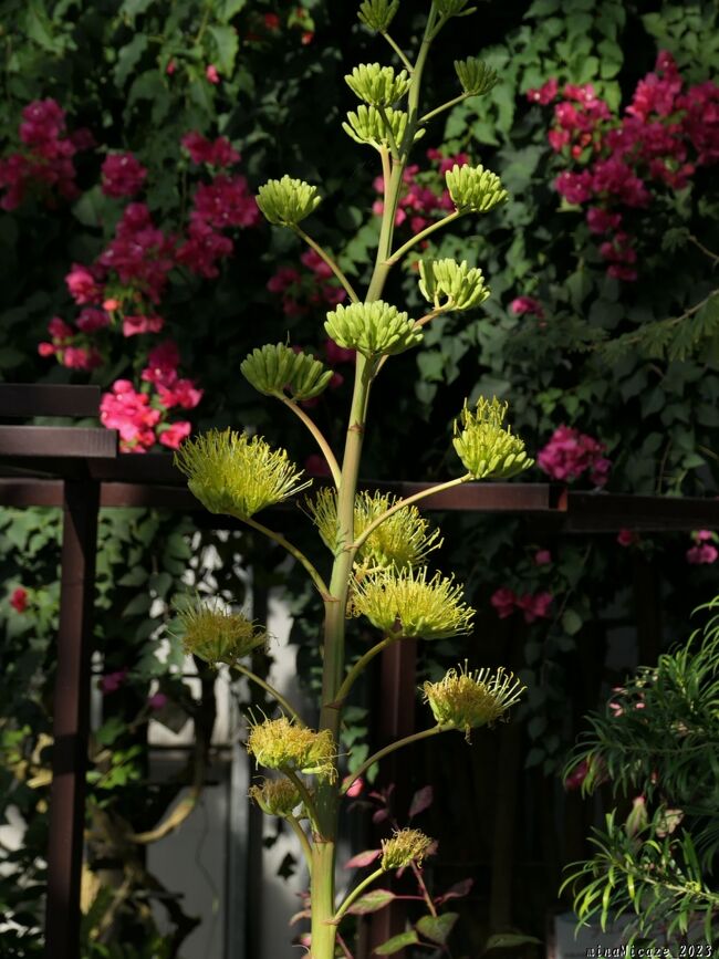 「とちぎ花センター」の温室の花_2023・1月_アガヴェが咲き進んでいました（栃木市）