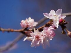 20230109-2 北千住 新春の千住神社に桜咲く…十月桜かしら？