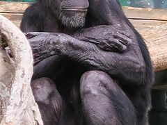 大阪24　天王寺動物園　チンパンジー　☆ホッキョクグマ・タンチョウ・アミメキリン