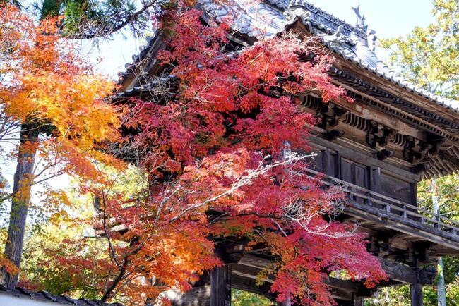 秋は短し、走れよ、じじい……じじいかー・・・誰が、じじいじゃい！右耳から、腕突っ込んで、左の奥歯、ガタガタいわしたろか！え？俺？はははははー！失言、失言、尾瀬の湿原！え？責任取れ？エエエー！岸田総理可哀想ー！俺の失言で、辞職とは、歴史上稀に見る、壮絶な失策！ん？俺が責任とんの？それは……嫌だ！ぜーったい、嫌だ！<br /><br />そんなことは、あっちゃに、ハンマー投げの室伏広治は、偉い！ん？分からん？いや、多分、俺自身、何言ってのかなー？兎も角、今の日本は、夏と冬がやたらと、幅を効かせ、間に挟まれ肩身が狭いのが、可哀想ーな、春と秋なのよ！今年の秋も、ご多分に漏れず、疾風の如く、消え去ろーとしちまって、もう、じいさん、涙ダダ漏れよ、ずびー、しからば、瞬時の秋を心に刻むべく、岡山の紅葉のパラダイス、宝福寺にて、暫し、紅葉狩りを楽しもーでは、なかんべ！