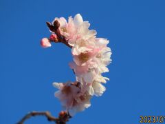 1月11日に見た美しい冬桜