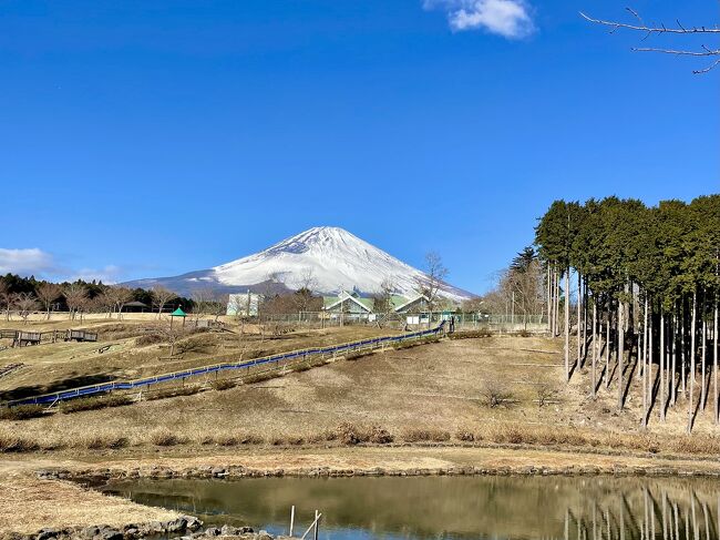 2016.4月より友人や娘と数回参加した17回シリーズ「富士山裾野ぐるり一周ウォーク」<br />冬化粧をしたでっかい富士山を観たくて久しぶりに参加しました。<br />1月10日より全国旅行支援の割引が始まりお得なプチ旅となりました♪