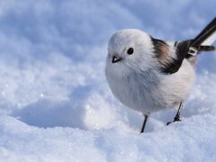 悶絶～ぅ！真冬の北海道第1弾！ タンチョウと、モフモフのシマエナガに会いに行くっ！