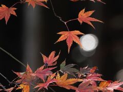 紅葉と映えスポットを訪ねて佐賀・長崎旅行（３）環境芸術の森はモミジの苑