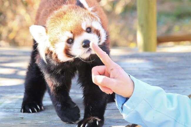 2023年度のレッサーパンダ初詣で、1月4日の市川市動植物園(略して「市川ズー」)となりました!<br />市川ズー再訪は、実に3年半ぶりです!<br /><br />埼玉在住の私としては、市川ズーは、東京をまたいでも日帰りで訪れやすい動物園のはずなのに、3年半も間が空いてしまったなんて。<br /><br />とはいえ、いろいろ事情はありました。<br />コロナウイルス禍で車でアクセスする動物園を増やしてきた私にとって、千葉の動物園なら車で行きたいところですが、まだ高速に乗り慣れていないときに市原ぞうの国や千葉市動物公園に行ったときに、ナビの使い方にまだ慣れていなくて道を間違えたり、首都高であたふたしたので、千葉方面に車で行くのはちょいとトラウマになってしまった上、駐車場のことを考えたら、市川ズーに行くのは平日の方がいいのではと思っていたので、なかなかスケジュールを決められないでいました。<br />そういう外的要因の他に、3年前に訪れて以来、市川ズーのレッサーパンダたちの布陣や様子に大きな変化がなさそうだったので、他の動物園に行っていたせいでした。<br /><br />でも3年半もご無沙汰してしまったので、そろそろ会いたくなりました。<br />それに、飼育下でも平均寿命が10数年というレッサーパンダは、時の流れが思った以上に早いです。今のうちに行っておかねば後悔するかもしれないと思いました。<br />2023年の年始休みは特に遠征を考えていなかったので、1月4日、世間では年始休み明けの平日だけどうちの職場ではまだ年始休みという日取りは、市川ズー再訪にちょうどよかったです。<br /><br />1月4日の再訪で市川ズーに車デビューしてよかった点は他にもありました。<br />おそらく通常の平日よりもまだ道路が混んでいなかったと思うので、到着が開園時間よりも過ぎてしまうかと思っていたところが、開園前に間に合って、レッサーパンダたちの朝ごはんが見られたことです。<br /><br />市川ズーでのレッサーパンダ観覧のハイライトは、平日なので13時30分から定例の「ぱくぱくガイド」というイベントの形は取らなくても、そのくらい時間帯にレッサーパンダにお昼ごはんがふるまわれ、見学者がいれば飼育員さんもガイドをしてくれたので、その時間帯がやはりハイライトでした。<br />なんので、これまではその時間に間に合えば良いと思っていたところがありました。<br />でも、2号舎と4号舎では飼育員さんも違うこともあって、お昼ごはんは同時に行われることもあるし、1号舎のレッサーパンダたちが食べ終わるまで見学していたら、2号舎と4号舎の子の何頭かのお昼ごはんは見逃すこともありました。<br />だけど今回は開園と同時に入園できたため、レッサーパンダたちの朝ごはんに間に合ったわけです。朝ごはんのことは失念していたので、私にとってはサプライズ同然でした。<br />だから昼ごはんを見逃してしまう子が出ても惜しくなくなりました、とは言わないけれど、見どころに対するチャンスが増えたのはたしかでした。<br />それに、飼育員さんによるハズバンダリートレーニングは、朝ごはんの時の方が多かった気がします。<br /><br />市川ズーでは現在10頭のレッサーパンダが飼育されていますが、ケージ/展示場が10ヶ所あるため、全員が一日中出ているのもありがたいところです。<br />もちろんレッサーパンダは昼寝をする動物だし、バックヤードと出入り自由になっているので、中に入ってしまうと見えなくなります。<br />でも、市川ズーは規模がそれほど大きくなく、レッサーパンダ以外に会いたい動物はそう多くなく、なにより園内でアップダウンが少ないので、レッサーパンダの間を行き来するのはさほど苦にならないのもありがたかったです。<br />そんなわけで3年半ぶりに会うレッサーパンダたちをじっくり堪能することができました!<br />それに適度な寒さの冬は、レッサーパンダにとってもっとも活動しやすい季節なので、みんな元気な姿が見られました。<br />ご長寿となったナミちゃんも、動きはゆっくりながら、しっかりと歩き、ごはんもおいしそうに完食していました。<br /><br />ただ、1号舎以外はがっつりした柵のケージなので、まともな写真を撮るのが困難な子はどうしても出てしまいます。<br />柵のケージは、晴天のときは、レッサーパンダの顔や体に柵の影がかかったり、柵が白光りしたりして、さらに撮影が困難です。<br />今回は、1号舎のソラちゃんとナミちゃんは、見やすいのでばっちり撮れたし、ごはんタイムはソラちゃんはけっこう顔をあげてくれたので、ダントツにフォトジェニックでしたが、ケージの子では、4号舎のムギくんと優花ちゃんは、結果的には、わりと写真が撮りやすかったです。<br />写真の撮りやすさは、ケージの位置関係や、レッサーパンダが展示場の中のどこにいることが多いかに左右されますが、特にごはん待ちのムギくんは、目で飼育員さんを探すことで頭がいっぱいなのか、カメラを向けても顔をそむけないし、私の方をじっと見つめていてくれました。<br /><br />思えば、市川ズーのレッサーパンダたちは、どちらかというと、カメラをあんまり気にしていなかったかも?<br />いや、ココアちゃんは顔をそむけたし、できるだけ柵を消すために望遠で狙っているときは距離があるので気付かれていなかっただけかもしれないですが、ひょっとしたら、コアなレッサーパンダ・ファンがよく集う動物園でもあるので、レッサーパンダたちも慣れているんだったりして!?<br /><br />実は市川ズーは、1号舎のレッサーパンダがよく登る木がカエデなので、紅葉パンダ写真を狙うのによい有数の動物園で、その時期はたくさんファンが集まる傾向があると思います。<br />紅葉パンダは撮りたいけど、市川ズーはそんなに頻繁に訪れられるほど近いわけでもないとなれば、ゆっくり観覧できる方を選び、私はそういう時期は外しました。<br />それに本日は平日だったし、年始開け早々だったからか、私の他にカメラで熱心にレッサーパンダを追っていたのは3~4人くらいでした。<br />そのうち1人はたぶんソラちゃんファンで、ほとんどソラちゃんのところにいたし、なにしろレッサーパンダは10頭いるので、特定の子がシャッターチャンスをくれたときに、たいてい取りたいポジションが取れました。<br />ポジションがある程度選べて、撮影と観覧に時間をかけられるのであれば、シャッターチャンスはやっぱり増えます。<br />なので、ふたを開けてみれば、テルちゃんは無理だったし、ドアップしか撮れなかった子もいたけれど。なんとかみんな写真が撮れた方だと思います。<br /><br /><3年半ぶりの車デビューの市川市動植物園の旅行記のシリーズ構成><br />□(前編)家畜ゾーンのアルパカやカピバラや新たなマイクロブタやサル山など他の動物もゆっくりめ<br />■(後編)レッサーパンダ特集:平日だけどぱくぱくタイムあり~晴天の柵越し撮影で格闘しつつ<br /><br />市川市動物園の公式サイト<br />http://www.city.ichikawa.lg.jp/zoo/<br /><br /><タイムメモ><br />07:55 車で自宅を出発<br />(外環道を利用/渋滞なし)<br />09:15 駐車場に到着(500円)<br />09:25 トイレ利用で早めに市川市動植物園に入園(開園09:30)<br />09:30-09:40 自然博物館<br />(シロヘビとウーパールーパー)<br />09:45-09:55 レッサーパンダ1号舎★<br />(ナミとソラ、皿ごはん中)<br />09:55 サル山<br />10:00-10:20 レッサーパンダ2号舎と4号舎★<br />(朝ごはん時にボディチェックやブラッシング)<br />10:20-10:25 持参のパンで朝ごはん休憩<br />10:25-10:45 レッサーパンダ2号舎と4号舎★<br />10:55-11:00 なかよし広場のシロフクロウ<br />11:00-11:05 家畜ゾーンのカピバラのイチョウくん<br />(土日祝日は11:00~ぱくぱくタイム)<br />11:05-11:15 なかよしルームのマイクロブタ<br />(囲いの外から見学)<br />11:20-11:30 家畜ゾーンのアルパカ・ポニー<br />11:30 レッサーパンダ1号舎★<br />(ナミは部屋で寝ていて、ソラは見えず)<br />11:35 タテガミヤマアラシ(寝てた)<br />11:35-11:40 ミーアキャット<br />11:40-11:45 フェネック・ハクビシン<br />(どちらも寝てた)<br />11:45-11:50 コツメカワウソ<br />(1番広い展示場のナツのみ)<br />11:50 キバタン<br />(エリザベスカラーをしている子がいた)<br />11:50-11:55 ボリビアリスザル<br />11:55 ワオキツネザル<br />(日向ぼっこ/写真は撮れず)<br />12:00-12:30 キッチンカーのおにぎりランチ<br />12:30 パドックのポニー<br />12:35 サル山<br />12:40-13:05 レッサーパンダの2号舎と4号舎★<br />13:05 レッサーパンダ1号舎でスタンバイ<br />(土日祝日は13:10~ぱくぱくタイム)<br />13:15-13:50 レッサーパンダ1号舎<br />(ナミとソラ、ぱくぱくタイム)<br />(ナミが食べ終わるまで見学)<br />13:50-13:55 竹林のエミュー<br />14:00-14:35 レッサーパンダ2号舎と4号舎★<br />(りんごの差入れや置きリンゴあり)<br />(2号舎は見逃し、4号舎は間に合った)<br />14:35-14:50 ドリンク休憩<br />14:50-14:55 レッサーパンダの優花★<br />(ハンモックで笹ごはん中)<br />14:55-15:00 オランウータン<br />(イーバン/リリー)<br />(スーミー・ママとポポは午前中)<br />15:00-15:15 レッサーパンダの4号舎★<br />(ココアと李花の撮影にチャレンジ)<br />15:15-15:30 サル山の夕食タイム<br />(土日祝日は15:00~ぱくぱくタイム)<br />15:30 パドックのポニー<br />15:30-15:45 VTRを見ながらドリンク休憩<br />15:45 家畜ゾーンのカピバラ・アルパカ<br />15:45-16:15 レッサーパンダの2号舎と4号舎★<br />(明登とイチ丸の撮影にチャレンジ)<br />(4号舎の子たちは16時で終了)<br />16:20 サル山<br />16:25 動物園を出る(閉園16:30)<br />16:40 駐車場を出発する<br />18:00 五右衛門パスタ 鶴ヶ島で夕食<br />(その後、蔵の湯 鶴ヶ島で温泉・あかすりエステ後に帰宅)<br /><br />※これまでの動物旅行記の目次を作成済。随時更新中。<br />「動物/動物園と水族館の旅行記~レッサーパンダ大好き~ 目次」<br />http://4travel.jp/travelogue/10744070<br /><br />※そのうち、これまでの市川市動物園の旅行記のURL集は、前編の旅行記「年始のレッサーパンダ詣は3年半ぶりの市川市動植物園(前編)家畜ゾーンのアルパカやカピバラや新たなマイクロブタやサル山など他の動物もゆっくりめ」の末尾にまとめました。<br />https://4travel.jp/travelogue/11803889
