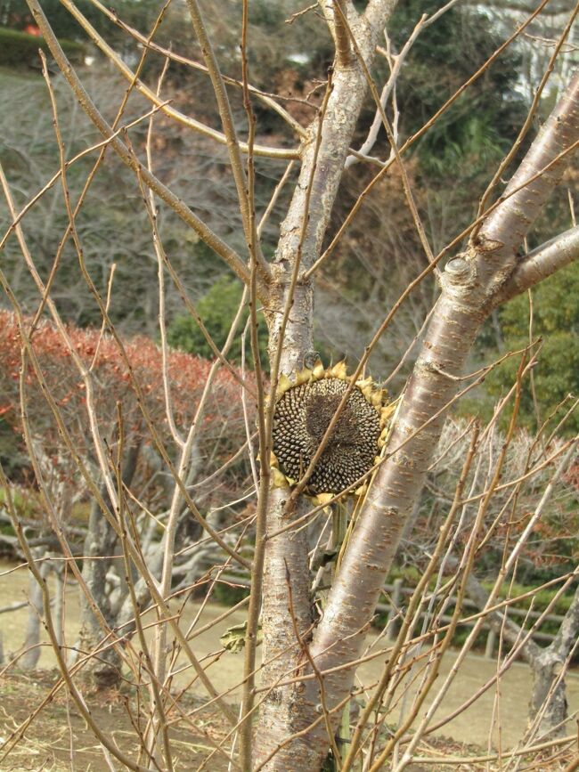 　かにが沢公園の冬のヒマワリ畑は何度か紹介した（https://4travel.jp/travelogue/11793850、https://4travel.jp/travelogue/11796689）。<br />　しかし、所詮は夏の花の代表であるヒマワリの花が冬場になって霜が降りたり初氷が張ったりすると枯れてしまうのが道理だ。<br />　それを確かめるために1ヶ月振りにかにが沢公園を訪れてみた。<br />　果たして、公園のヒマワリ畑は全面が枯れて哀れな状況である。それも若苗が芽吹いて、藁を敷いて育てていたところも若苗の痕跡は全く消え失せてしまっていた。<br />　立ち枯れた花が付く茎はみすぼらしく、公園の花壇であるのだから、早々にかたずけるべきであろう。<br />　ただ、神代曙の若木の二股の木にヒマワリの花の種子が挟んであったのが、花は枯れても種子を残すことを示してしようか。<br />　夏の花であるヒマワリが冬の寒さで枯れてしまっていたことには安堵感があるが、やはり、夏の花を冬場にも咲かせようとしていることには何か虚しさを感じてしまった。<br />（表紙写真は神代曙の若木の二股の木に挟まれたヒマワリの花の種子）<br />