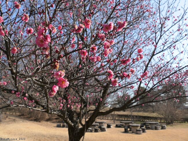 前橋市の「大室公園」へ、ウメを見に行きました。紅梅はだいぶ咲き進んでいましたが、まだ見頃前、白梅は咲き始めで花は未だ少し、ロウバイは未だ蕾でした。でも、咲き始めなので傷んだ花が目立たず、どの花も、どの木も、綺麗でした。<br /><br />開花が進んで、でも傷んだ花が増える前に見たいと思いますが、それが何時になるのか、なかなか分りません。