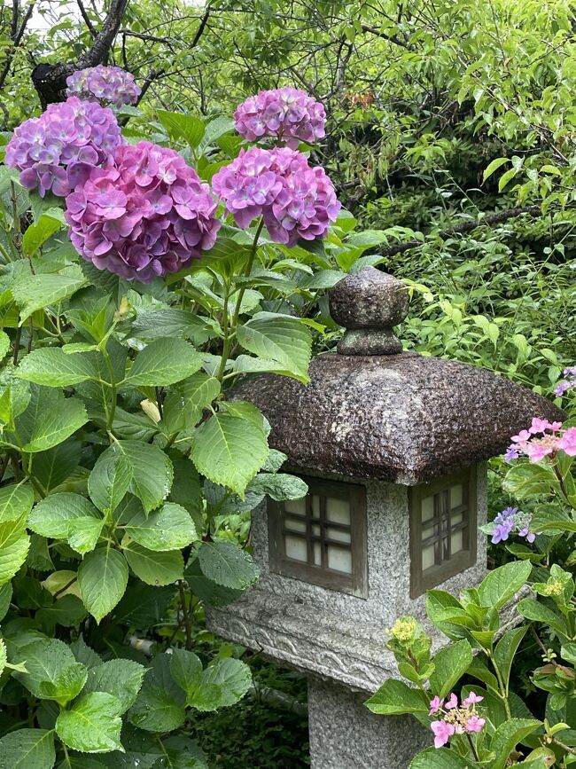 京都の紫陽花巡りがしたくて、母を連れて行って来ました。<br />最近の京都は行きは夜行バスでしたが、母と一緒だとそういう訳にも行かず...。<br /><br />JR東海ツアーズから出ているホテルと新幹線のセットプランにしました。<br /><br />あじさいは梅雨時に咲くお花なのでお天気は期待していなかったものの、やっぱり雨が降ると残念な気持ちに。<br />それでも、持ってくれた方かな？<br /><br />あまりお休みが取れなかったので2泊3日と強行スケジュールとなりましたが、十分あじさいを堪能出来ました♪<br /><br />【旅行日程】<br />6月13日　07:33　東京駅発　ひかり633号<br />　　　　　　↓<br />　　　　　10:12　京都駅着<br />　　　　　三室戸寺・伊藤久右衛門・平等院<br /><br />6月14日　嵯峨野トロッコ列車・竹林・天龍寺・梅宮大社<br /><br />6月15日　「丹」の朝食・楊谷寺・智積院<br />　　　　　16：54　京都駅発　のぞみ238号<br />　　　　　　↓<br />　　　　　19：06　東京駅着　<br /><br />【旅行代金】<br />JR東海ツアーズ<br />　ダイナミックぷらっと京都・奈良・びわ湖<br />　三井ガーデンホテル京都駅前　2泊3日<br />　　モデレートツイン　バス・トイレ付　（朝食なし）　　　1人 30400円