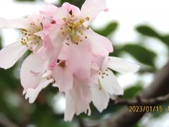 美しかった十月桜