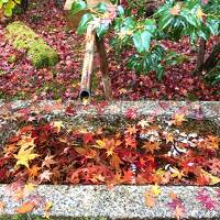 苦手な京都におそるおそる行ってみたら紅葉シーズンで大混雑だった日記①嵯峨野・嵐山と室町ゆとね
