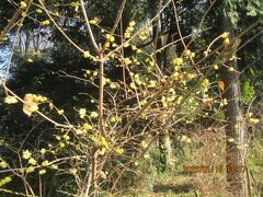 柏市の高田・高田山・かしにわ・水仙・蝋梅