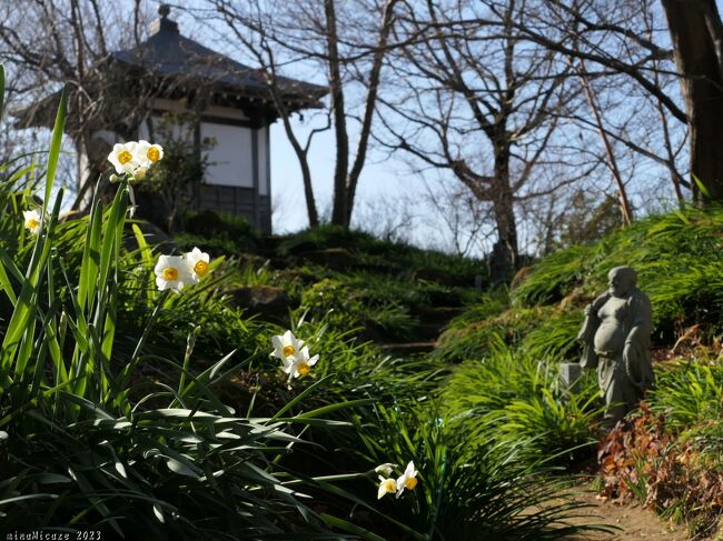 「常楽寺」の冬の花_2023_スイセンとロウバイが咲いていました（群馬県・太田市）